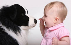Dog and Baby Safety